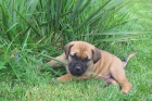 Boerboel - ttka s PP